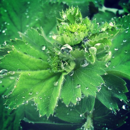 tears-on-ladies-mantle-leaves-the-last-krystallos