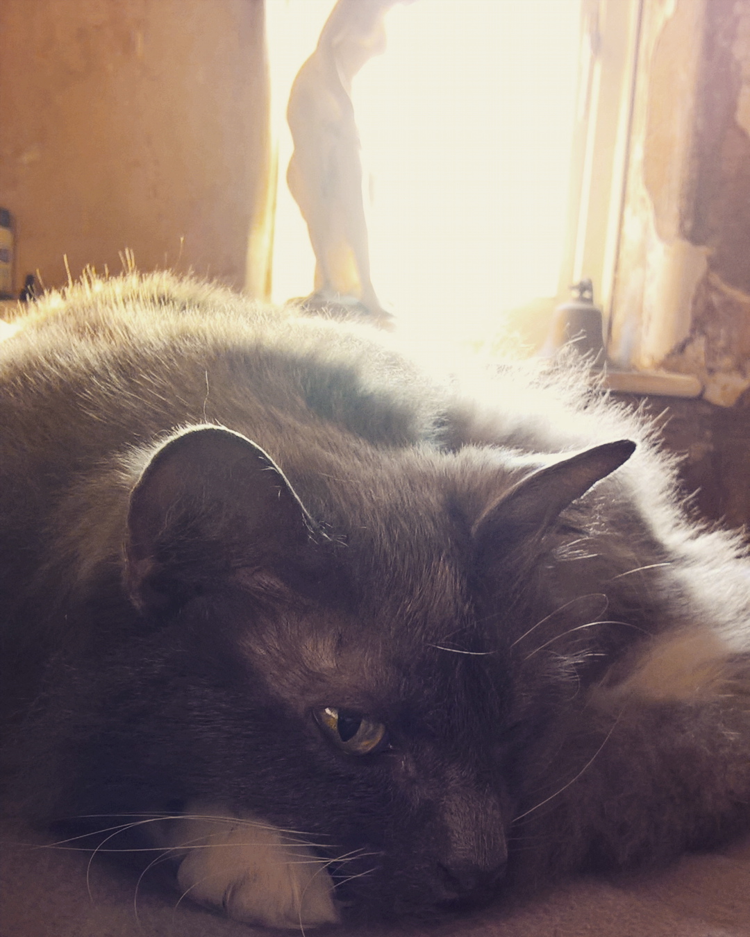 fluffy-cat-the-last-krystallos