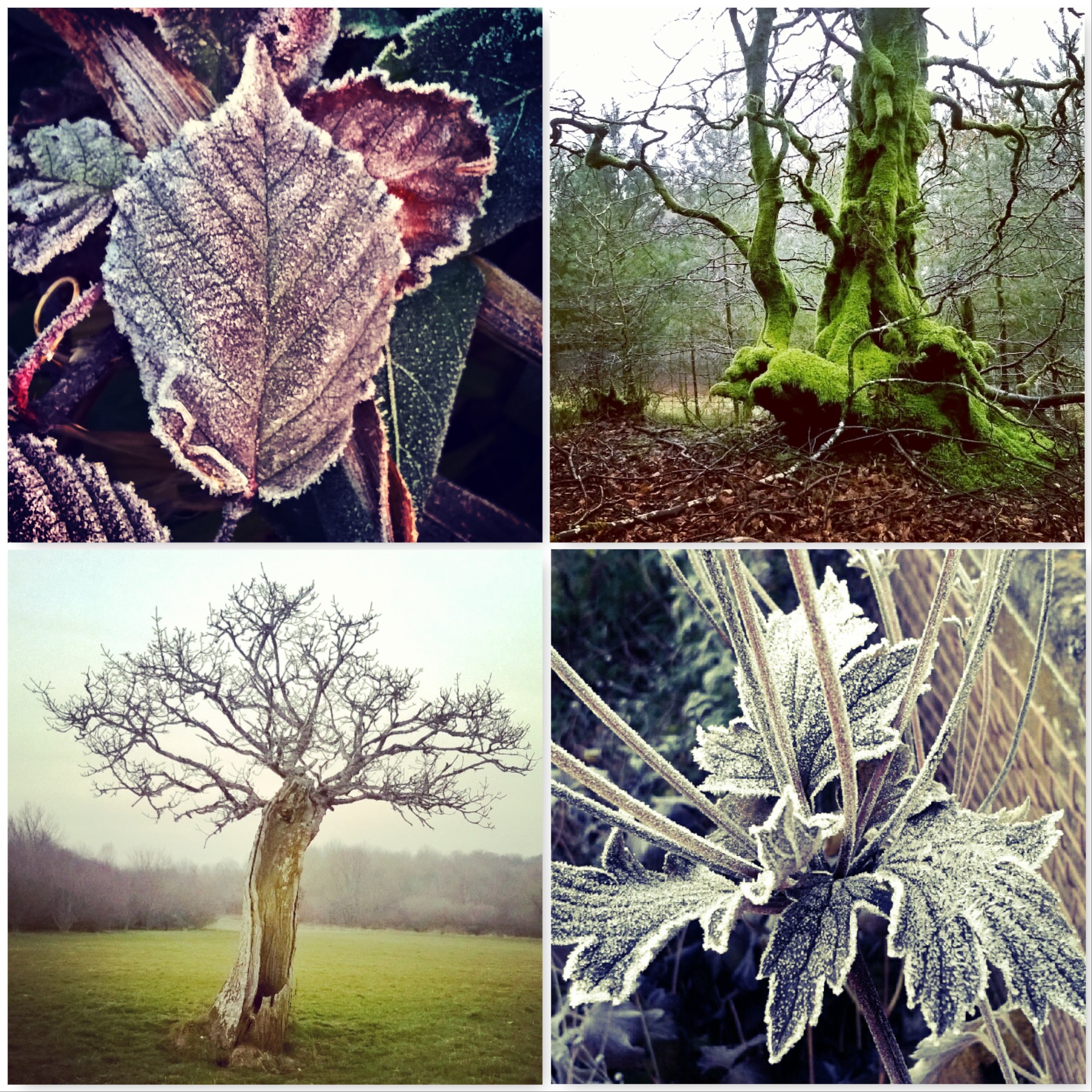 frosted-leaves-and-winter-trees-the-best-bits-of-winter-the-last-krystallos