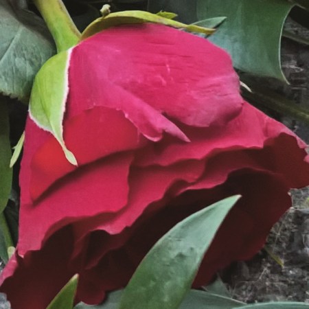 funeral-rose-the-last-krystallos