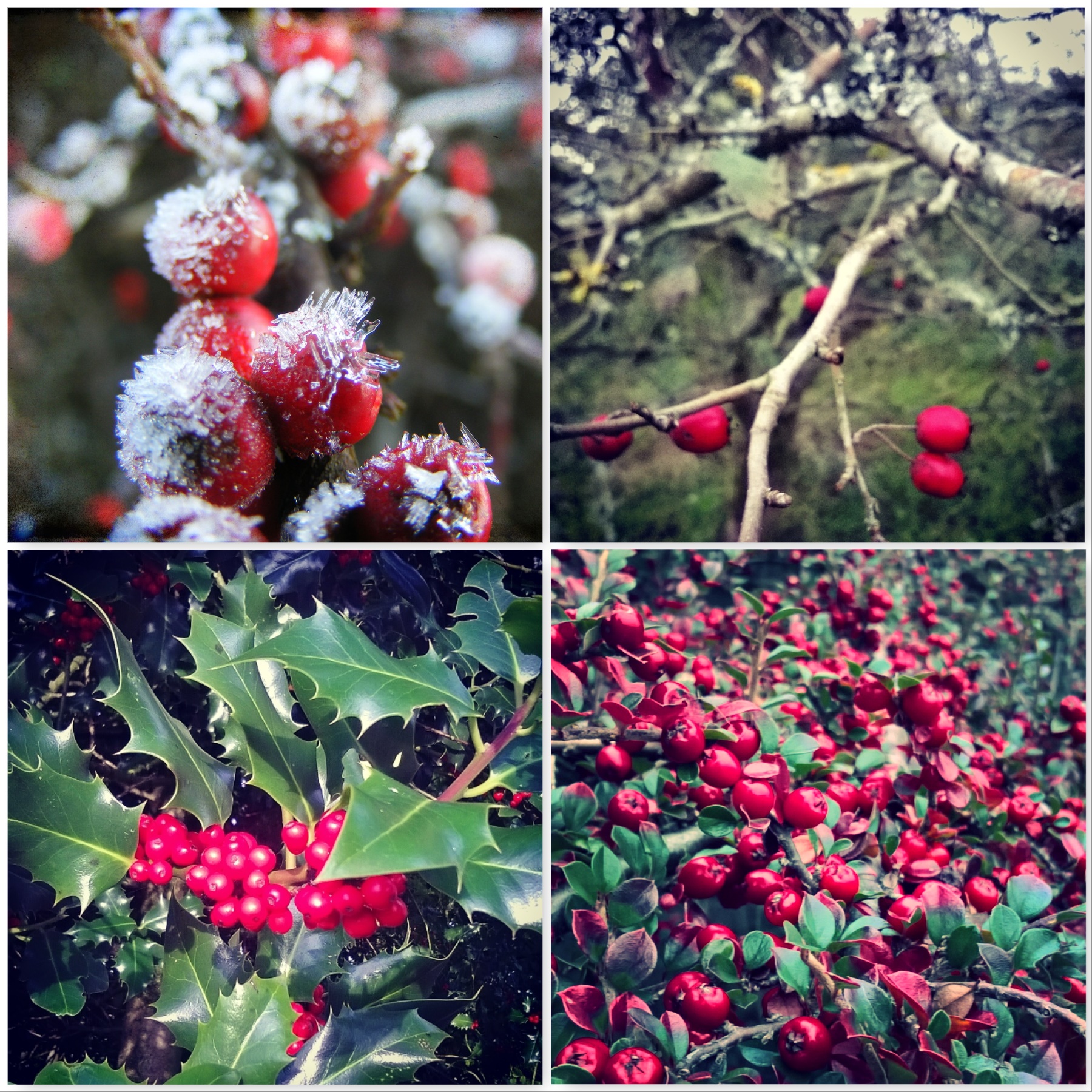 ruby-red-berries-the-best-bits-of-winter-the-last-krystallos