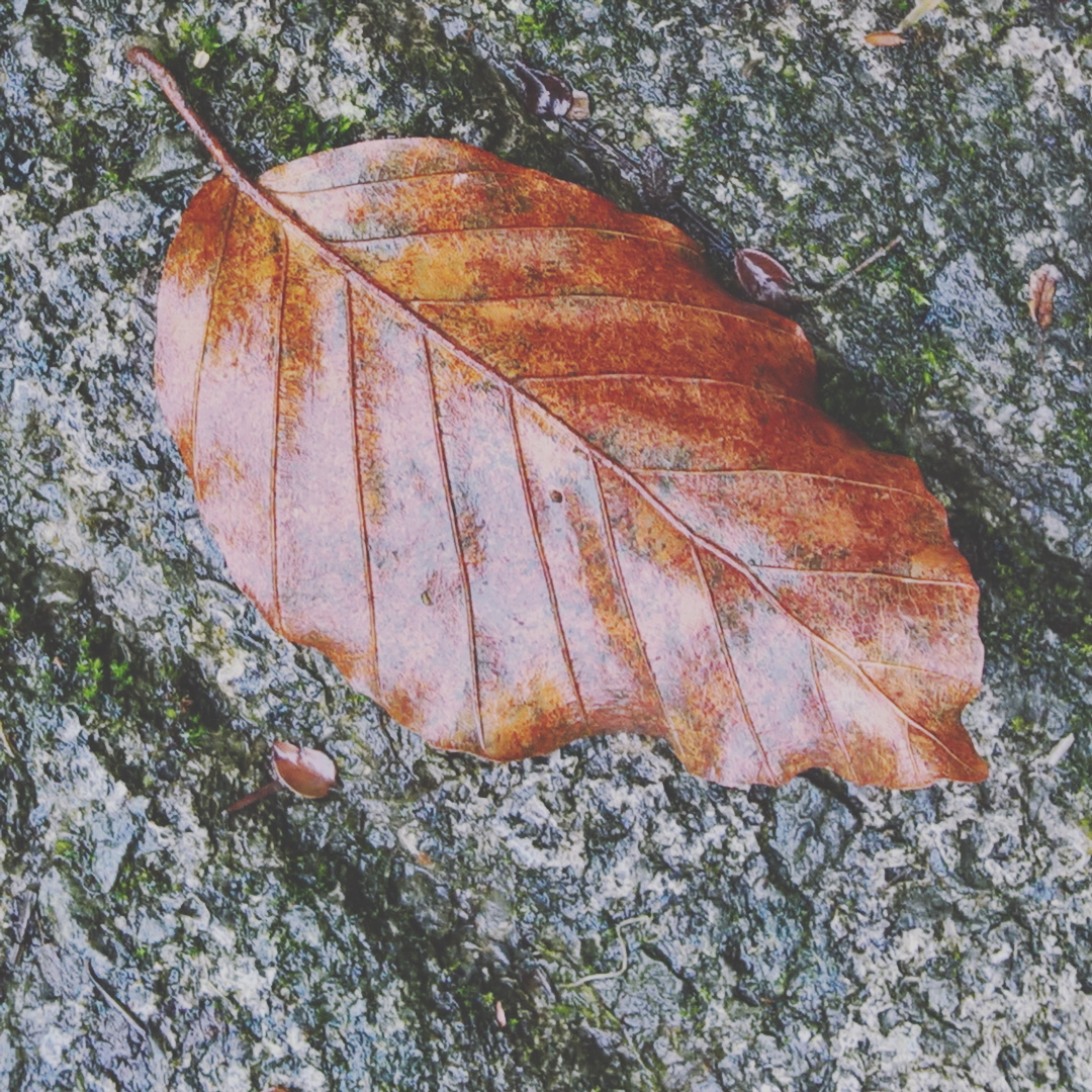 wet-leaf-the-last-krystallos