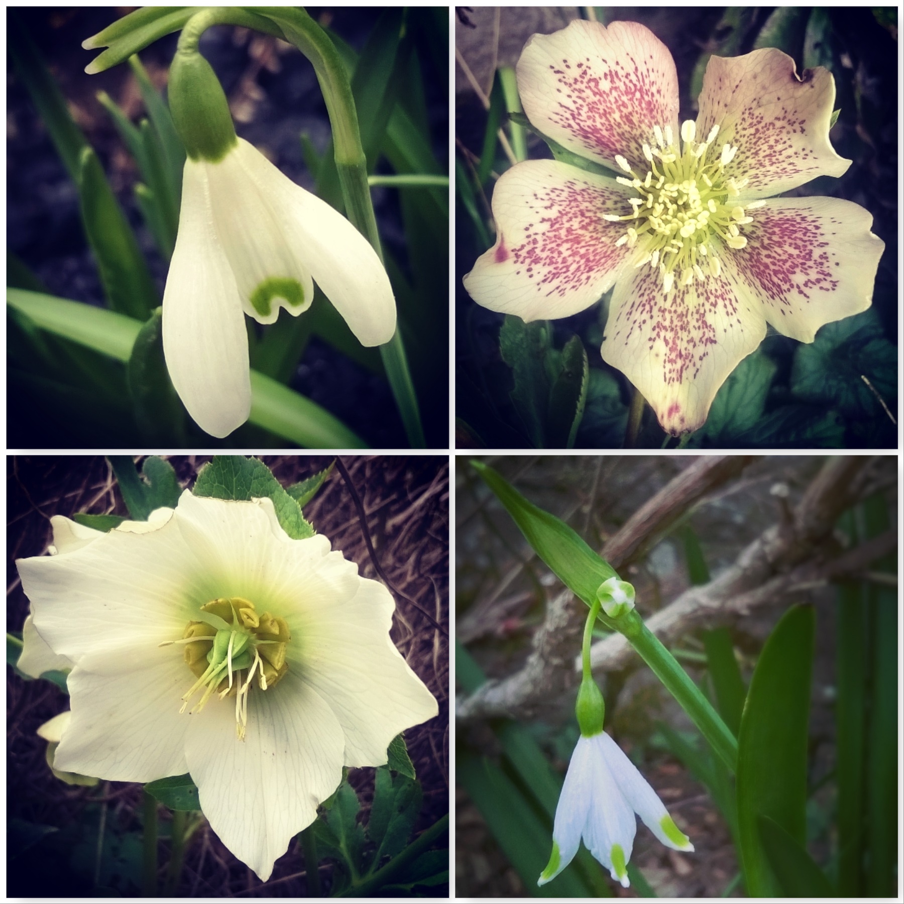 winter-flowers-the-best-bits-of-winter-the-last-krystallos