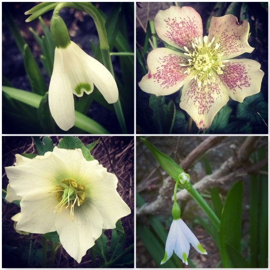 winter-flowers-the-best-bits-of-winter-the-last-krystallos