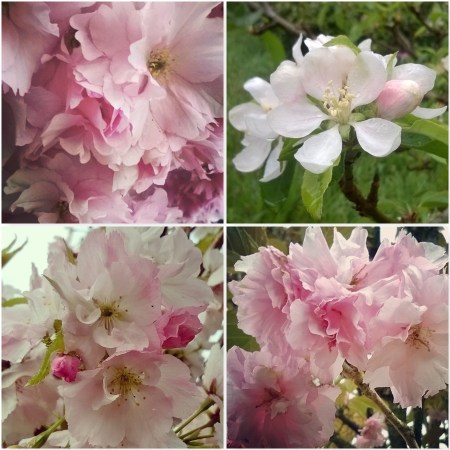 Blossom-Signs-of-spring-The-Last-krystallos