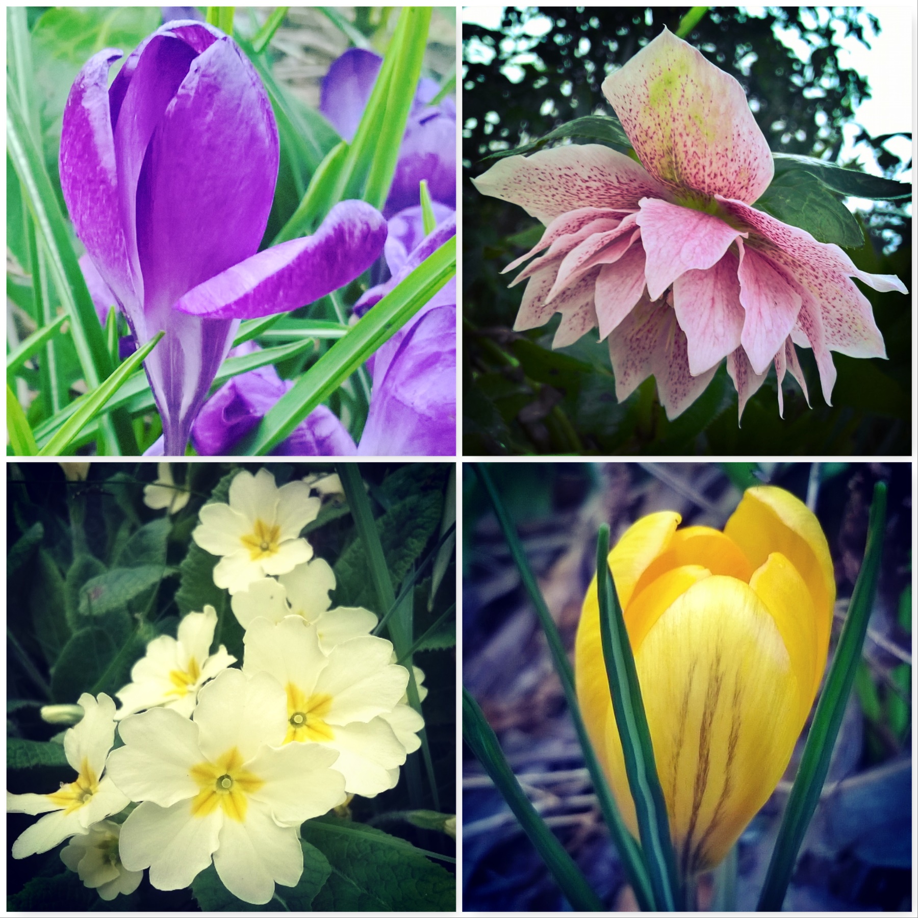 Crocus-Hellebore-Primrose-Crocus-Signs-of-spring-The-Last-krystallos