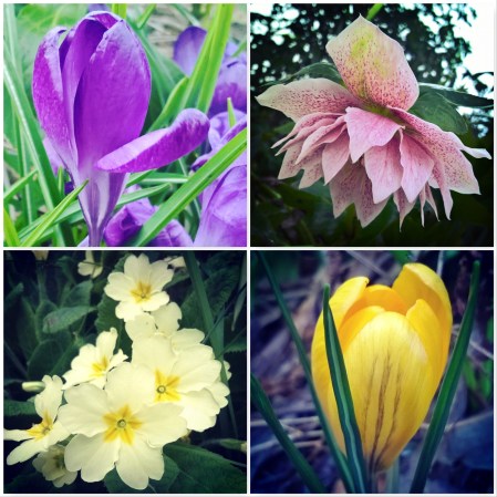 Crocus-Hellebore-Primrose-Crocus-Signs-of-spring-The-Last-krystallos
