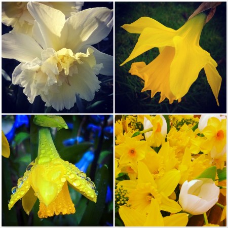 Daffodils-Signs-of-spring-The-Last-krystallos