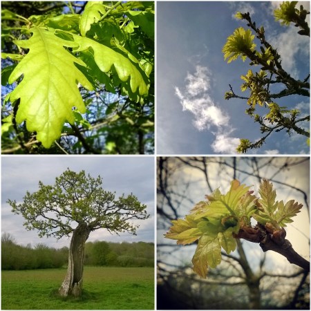 Leaf New Growth-Signs-of-spring-The-Last-krystallos