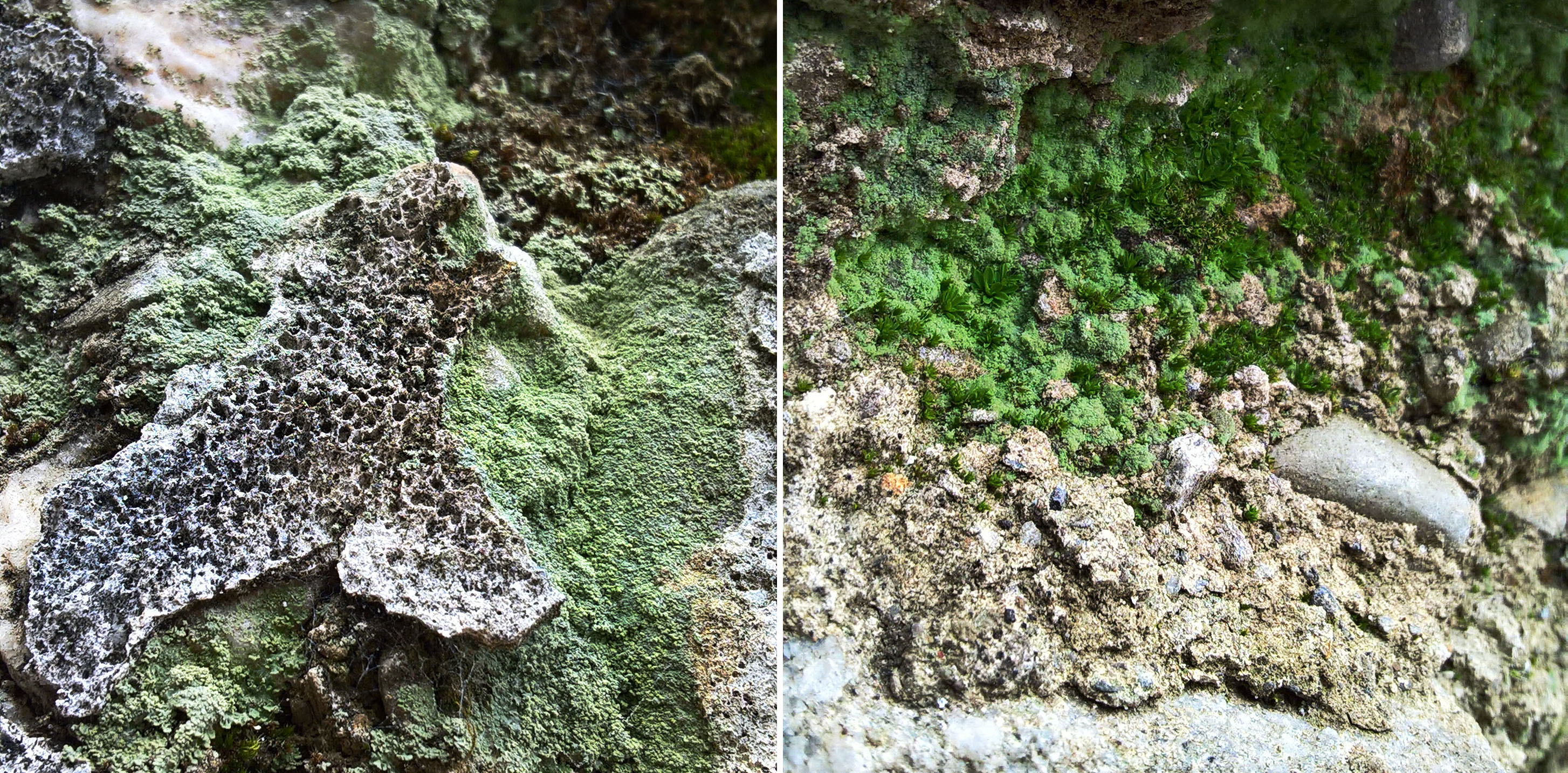 Crustose-lichen-on-crumbling-wall-The-Last-Krystallos