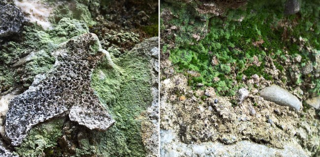 Crustose-lichen-on-crumbling-wall-The-Last-Krystallos