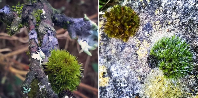 Foliose-and-Crustose-lichen-and-moss-hedgehogs-The-Last-Krystallos