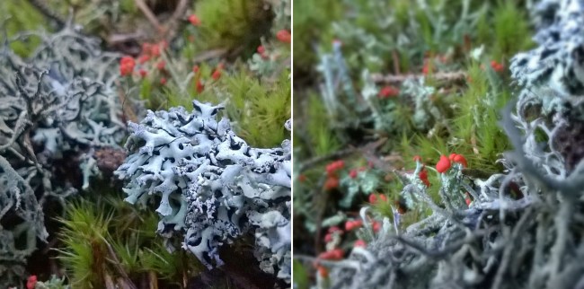 Foliose-and-fruticose-lichen-Brechfa-Forest-The-Last-Krystallos