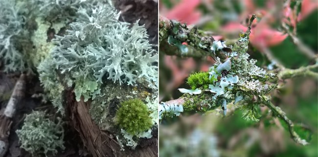 Foliose-Crustose-lichen-tree-fallen-branch-The-Last-Krystallos