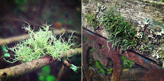 Foliose-lichen-branch-rusty-wooden-seat-The-Last-Krystallos