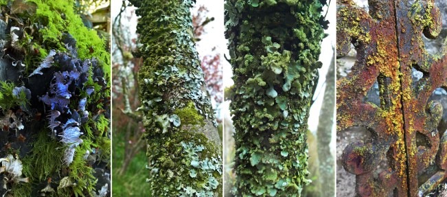 Fruticose-Foliose-Crustose-Lichen-on-Moss-tree-bark-rust-The-Last-Krystallos