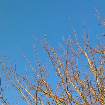 robin singing - the last krystallos