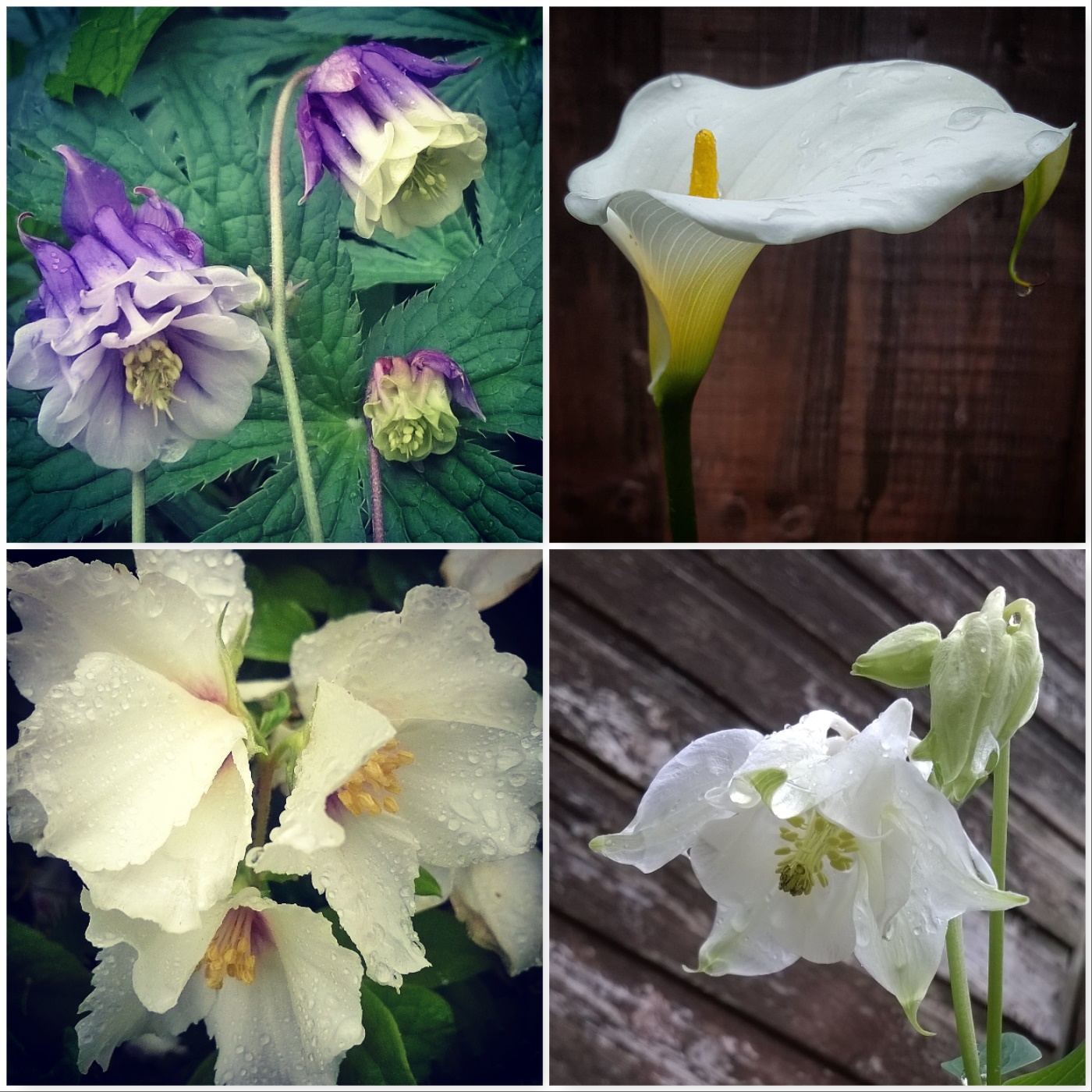 aquilegia-arum-lily-philadelphus-belle-etoile-aquliegia-the-last-krystallos