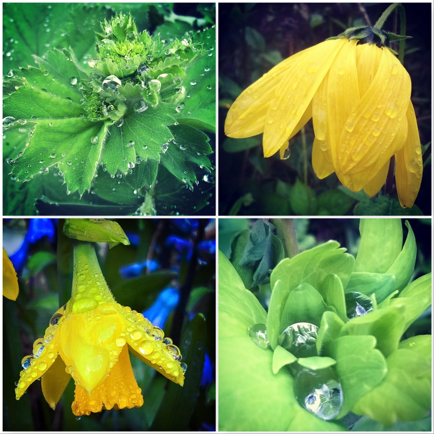 Ladies-mantle-rudbekia-daffodil-aquilegia-the-last-krystallos