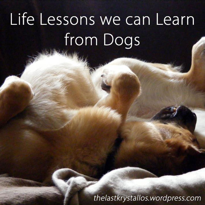 Life Lessons we can Learn from Dogs - The Last Krystallos