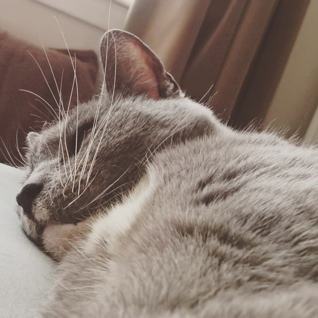 Mental Health Awareness - cat - the last krystallos