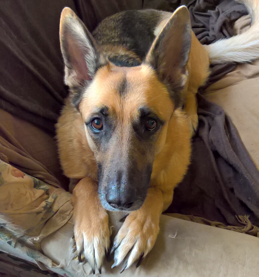 Mental Health Awareness - dog - the last krystallos