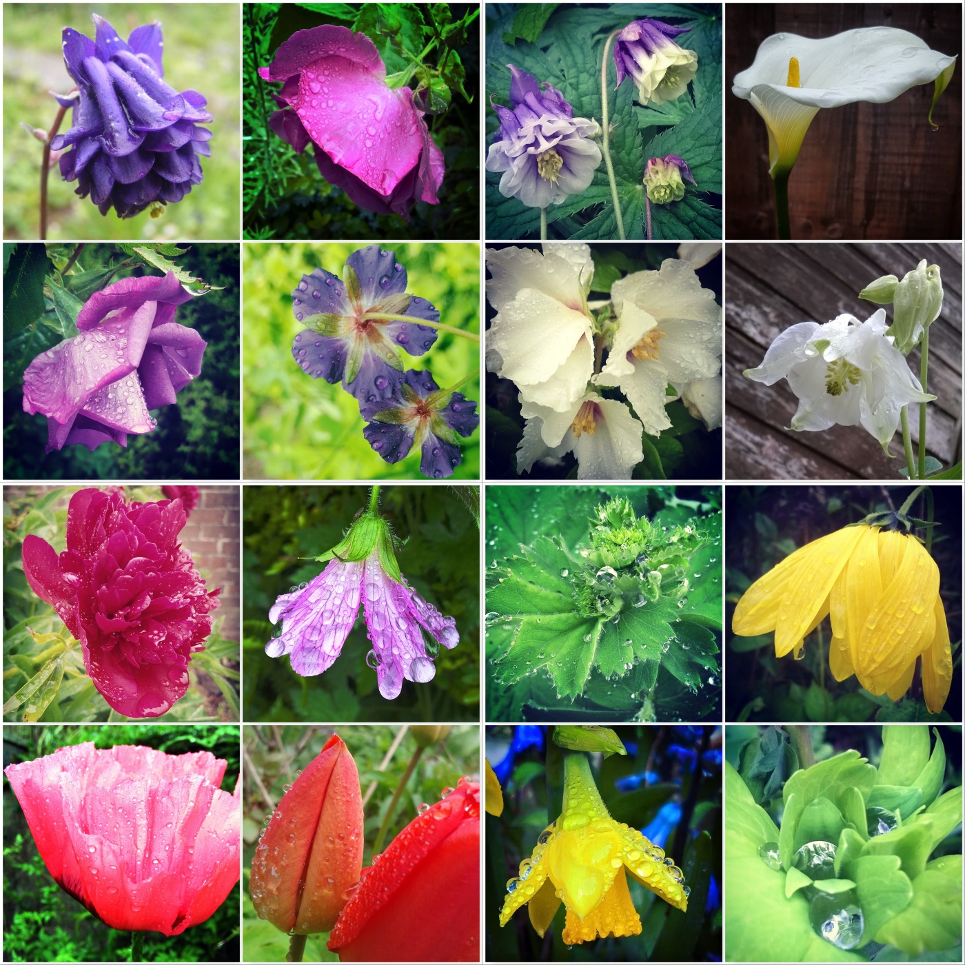 The Tears of Nature – Rain and Flowers - The Last Krystallos