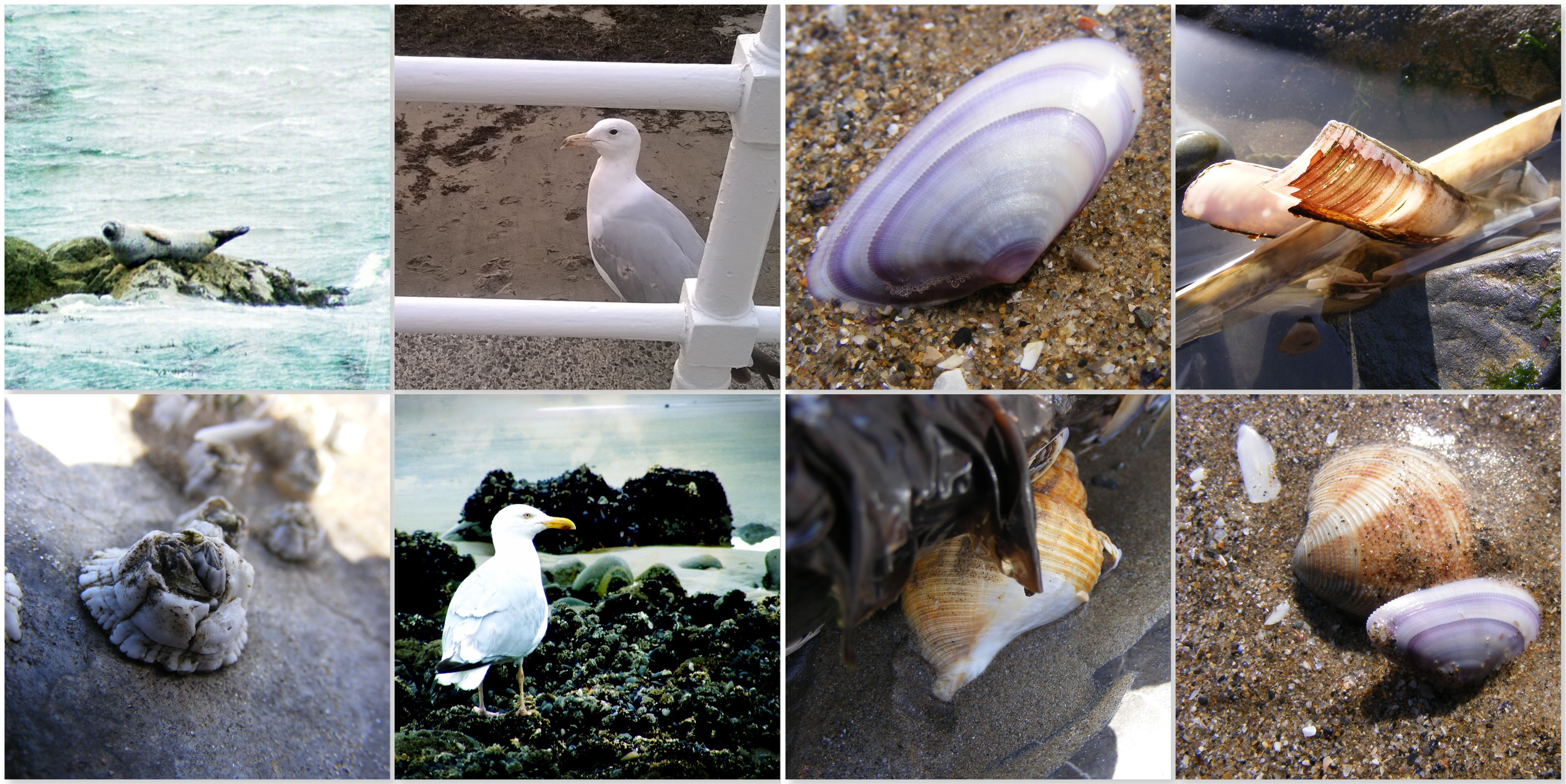 Wildlife-and-Shells-The-Last-Krystallos