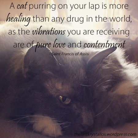 A cat purring on your lap is healing...as the vibrations pure love and contentment - Saint Francis of Assisi - The Last Krystallos