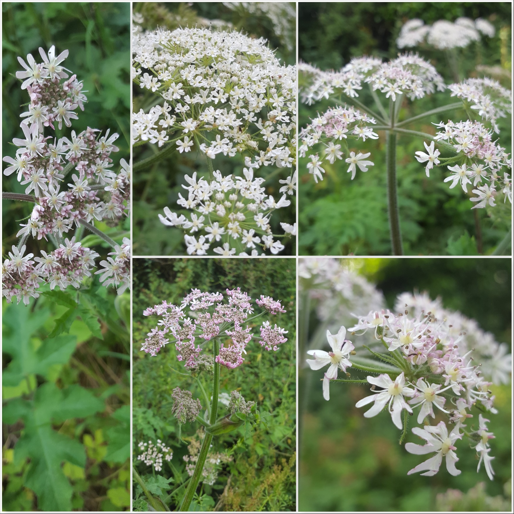 Common Hogweed Leaves Stem - The Last Krystallos