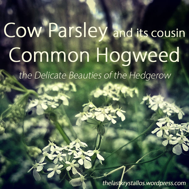 Cow Parsley and its cousin Common Hogweed - The Delicate Beauties of the Hedgerow - The Last Krystallos