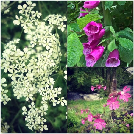 Cow Parsley, Foxglove and Red Campion - The Last Krystallos