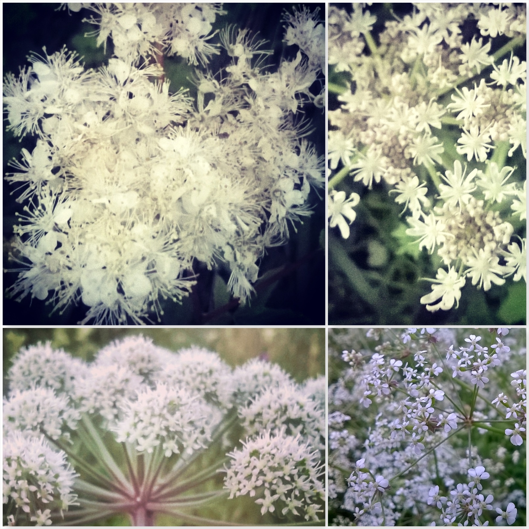 Cow Parsley Hogweed Flowers - The Last Krystallos