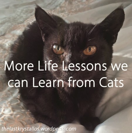 More Life Lessons we should Learn from Cats - The Last Krystallos