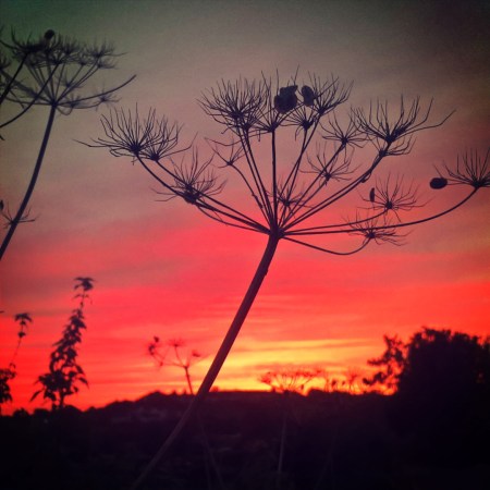 Sunset and Cow Parsley - The Last Krystallos