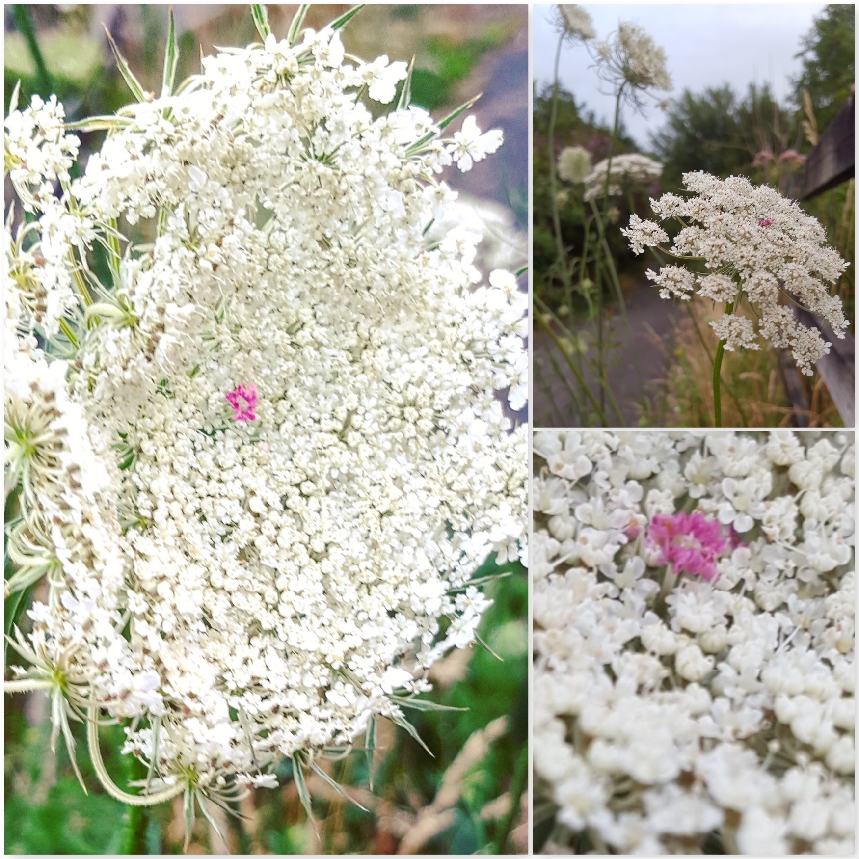 Wild Carrot - The Last Krystallos