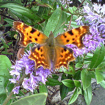 Comma-Butterfly-The-Last-Krystallos