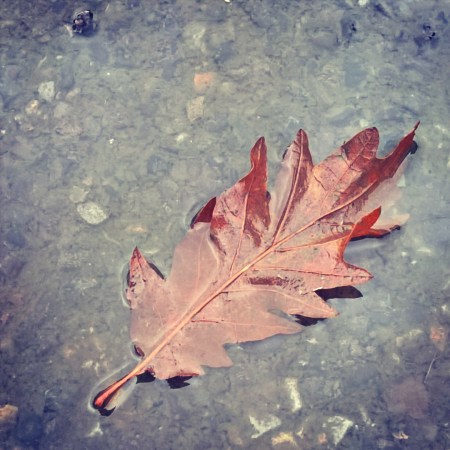 Coping-with-Alzheimer's-leaf- The-Last-Krystallos