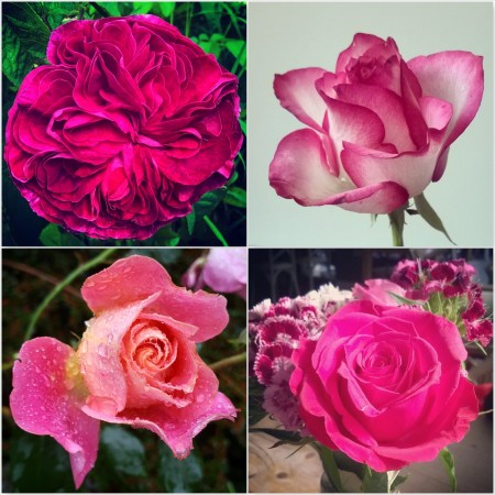 Deep-Pink-Roses-The-Last-Krystallos