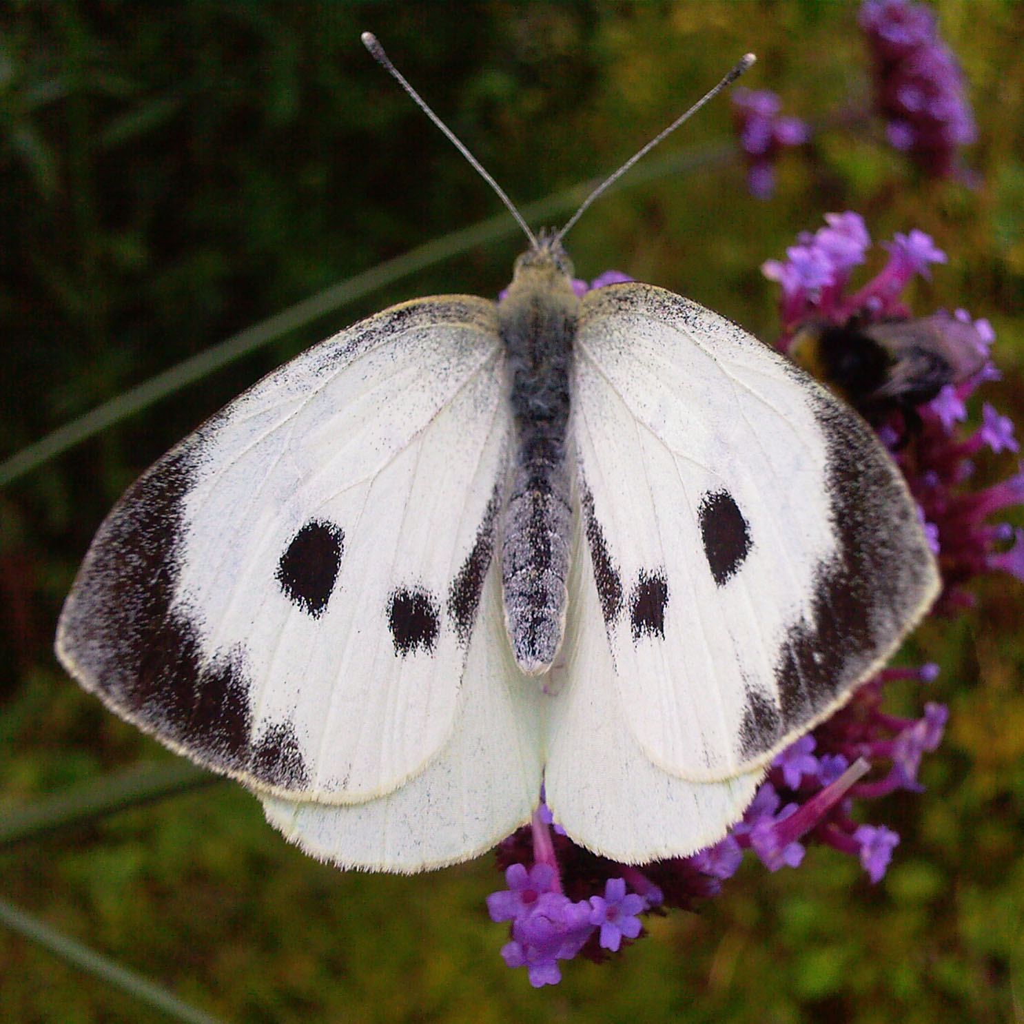 Large-White-Butterfly-The-Last-Krystallos