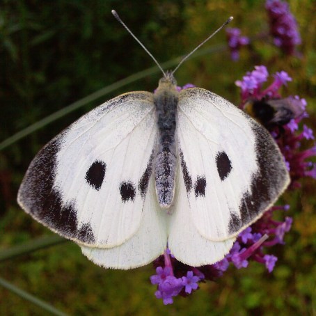 Large-White-Butterfly-The-Last-Krystallos