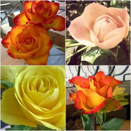 Orange-and-Yellow-Roses-The-Last-Krystallos