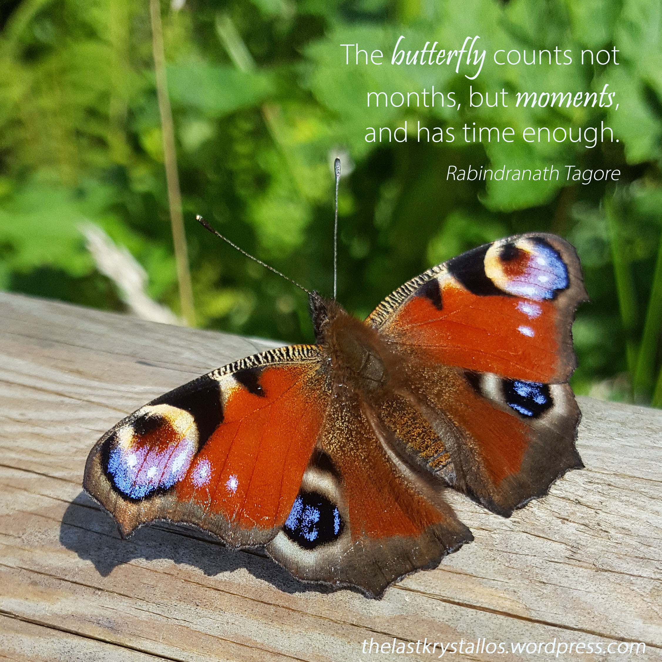 Peacock-Butterfly-The-Last-Krystallos - The butterfly counts not months, but moments-Rabindranath Tagore