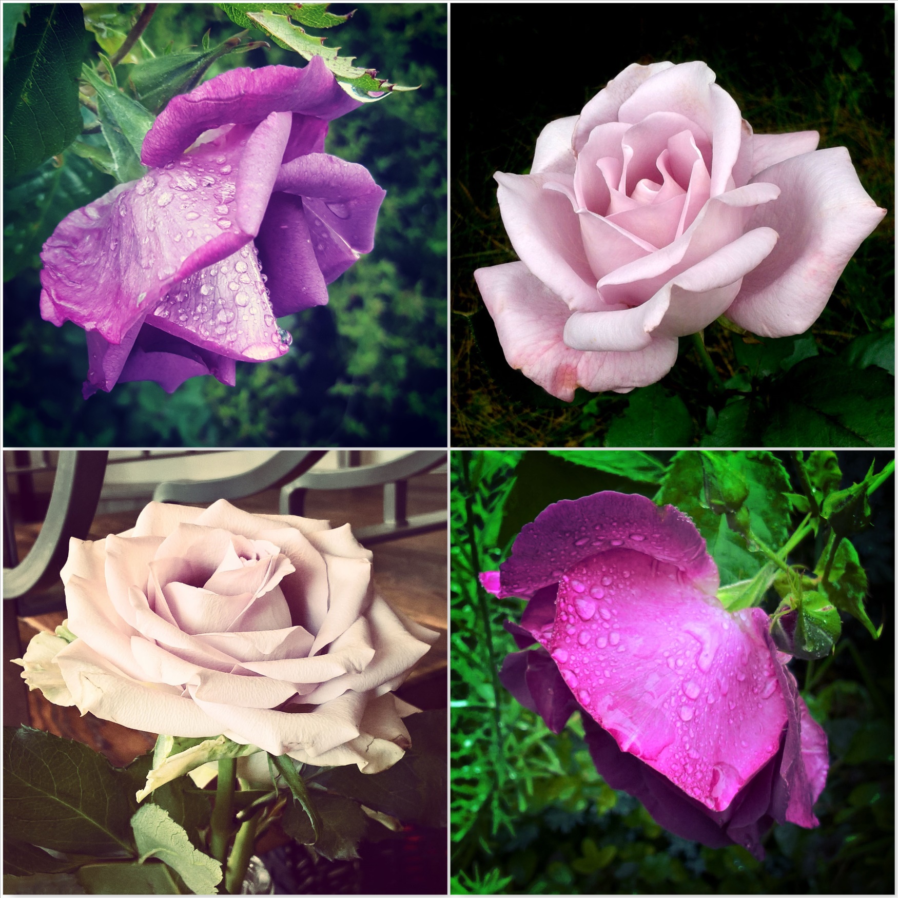Purple-Roses-The-Last-Krystallos