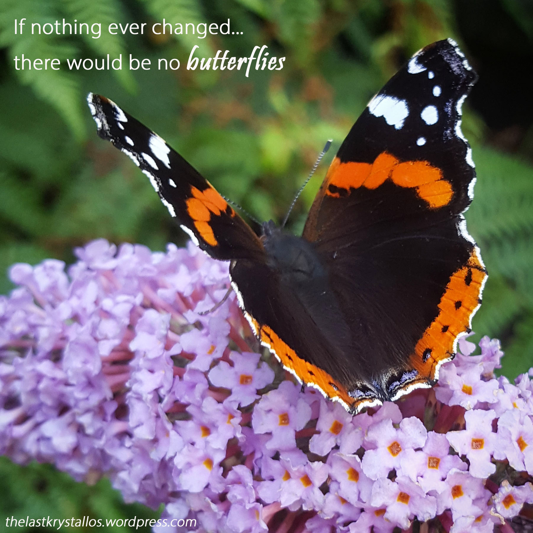 Red-Admiral-Butterfly-Buddleia-The-Last-Krystallos-If nothing ever changed...there would be no butterflies