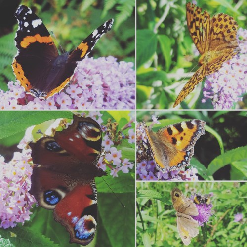 Red-Admiral-High-Brown-Fritillary-Small-Tortoiseshell-Gatekeeper-Peacock-Butterflies-Lisa-Shambrook