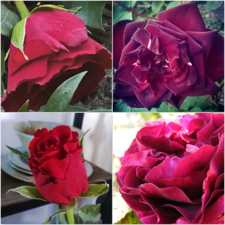 Red-Roses-The-Last-Krystallos
