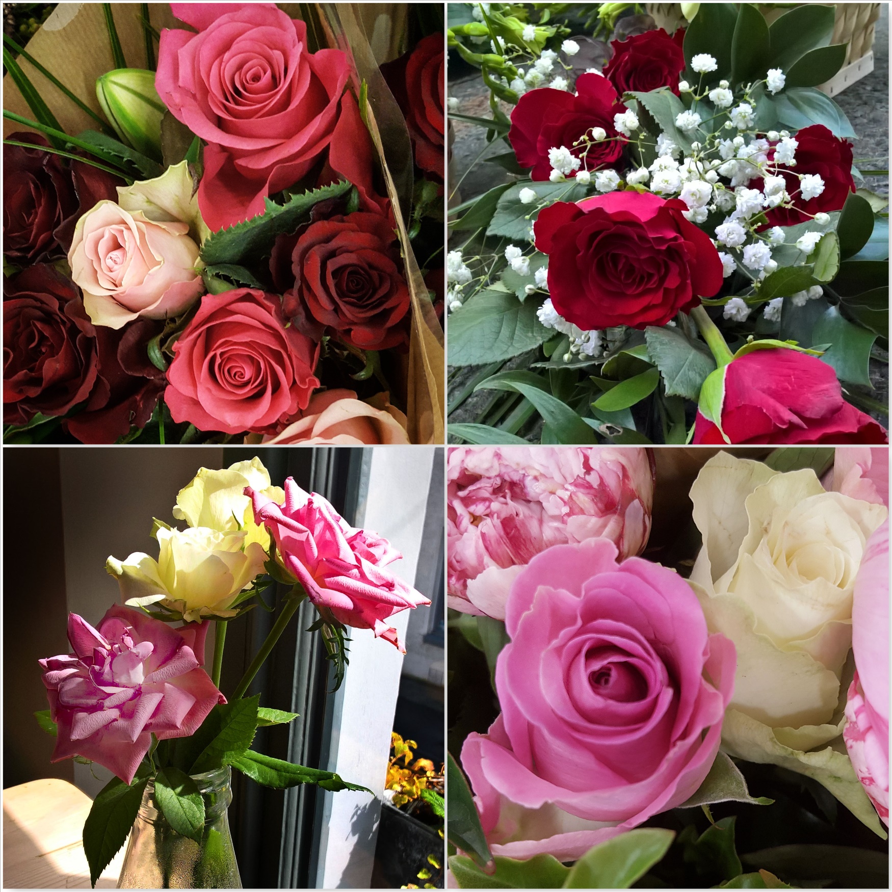 Roses-The-Last-Krystallos