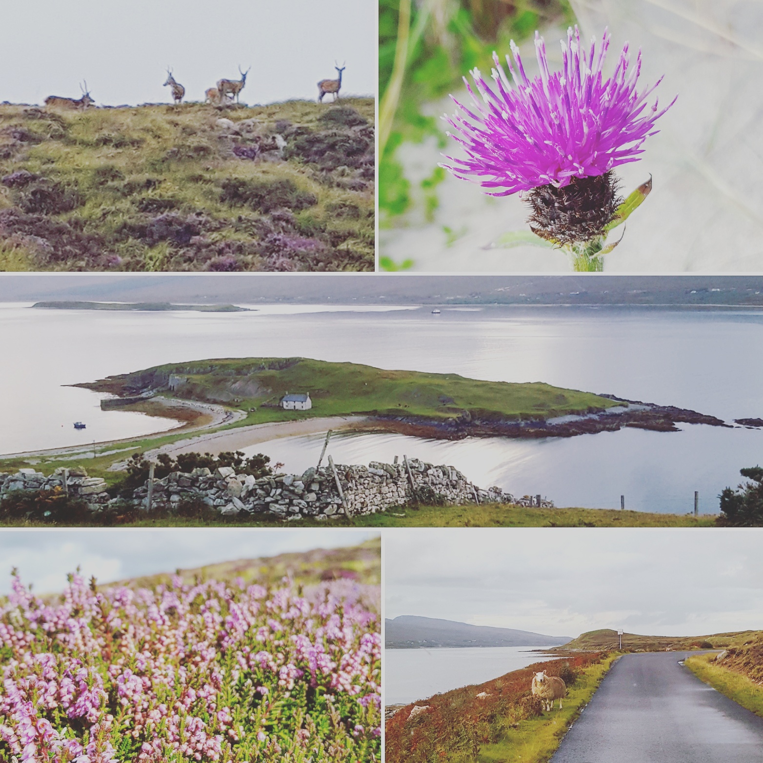 Deer - Thistle - Loch Eriboll - Heather - Sheep - The Last Krystallos