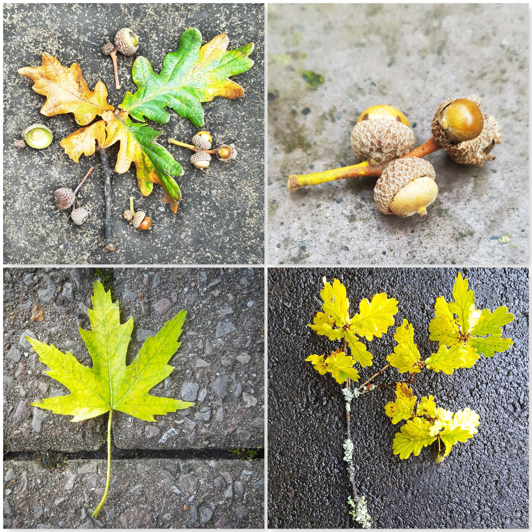 Loving Autumn - Yellow Leaves Acorns - The Last Krystallos